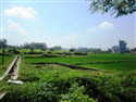 Hà Nội: Lật tẩy đường dây mua bán đất thiêng