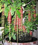 Lựa chọn cây trồng mang lại vận may
