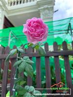 Hiếm Gặp Chuyển nhượng thửa đất Biệt Thự trong khu Biệt Thụ Sao Đỏ Anh Dũng, Dương Kinh, Hải Phòng