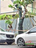 - Diện tích: 62m² xây 4 tầng ( từ tầng hai đua văng 75m² )  - Vị trí tuyến 2 đường Hồ Sen.