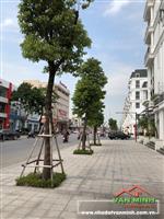 Cho thuê căn Shophouse BH01 - 39 Vinhome Imperia Bạch Đằng, Hồng Bàng, Hải Phòng